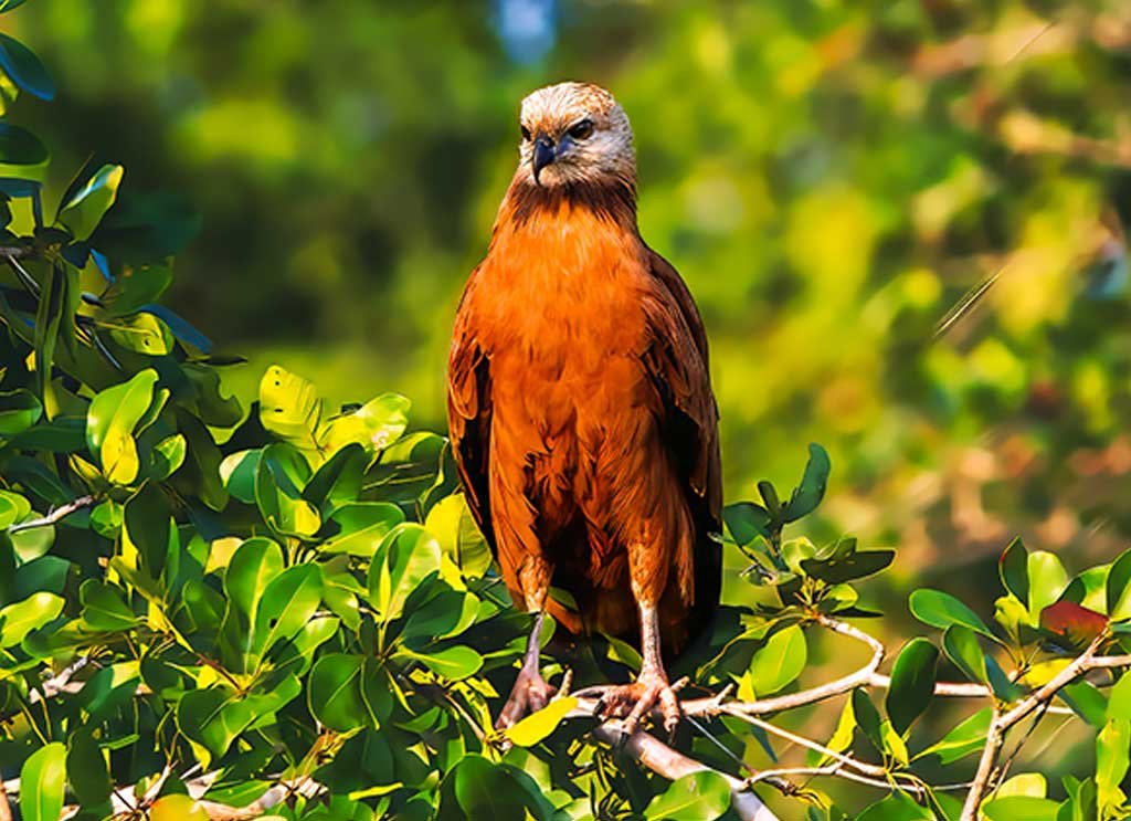 Black-collared-Hawk spotted during the Birdwatching Northern Belize Tour