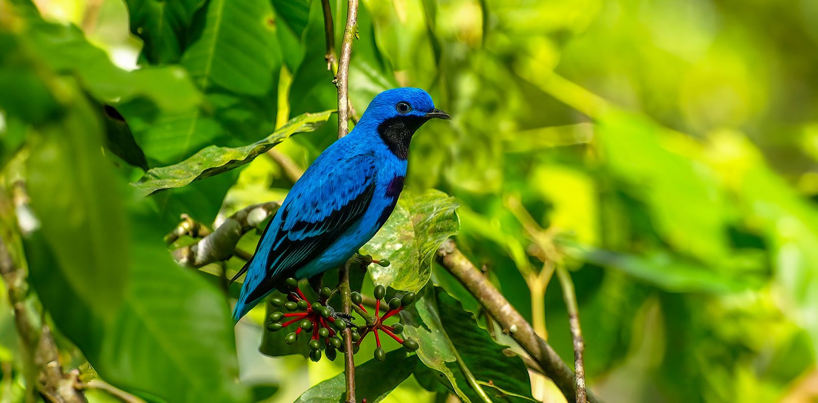 Lovely Cotinga perched in a tree during our Private Birdwatching Tour at Blue Hole National Park & St.Hermans.