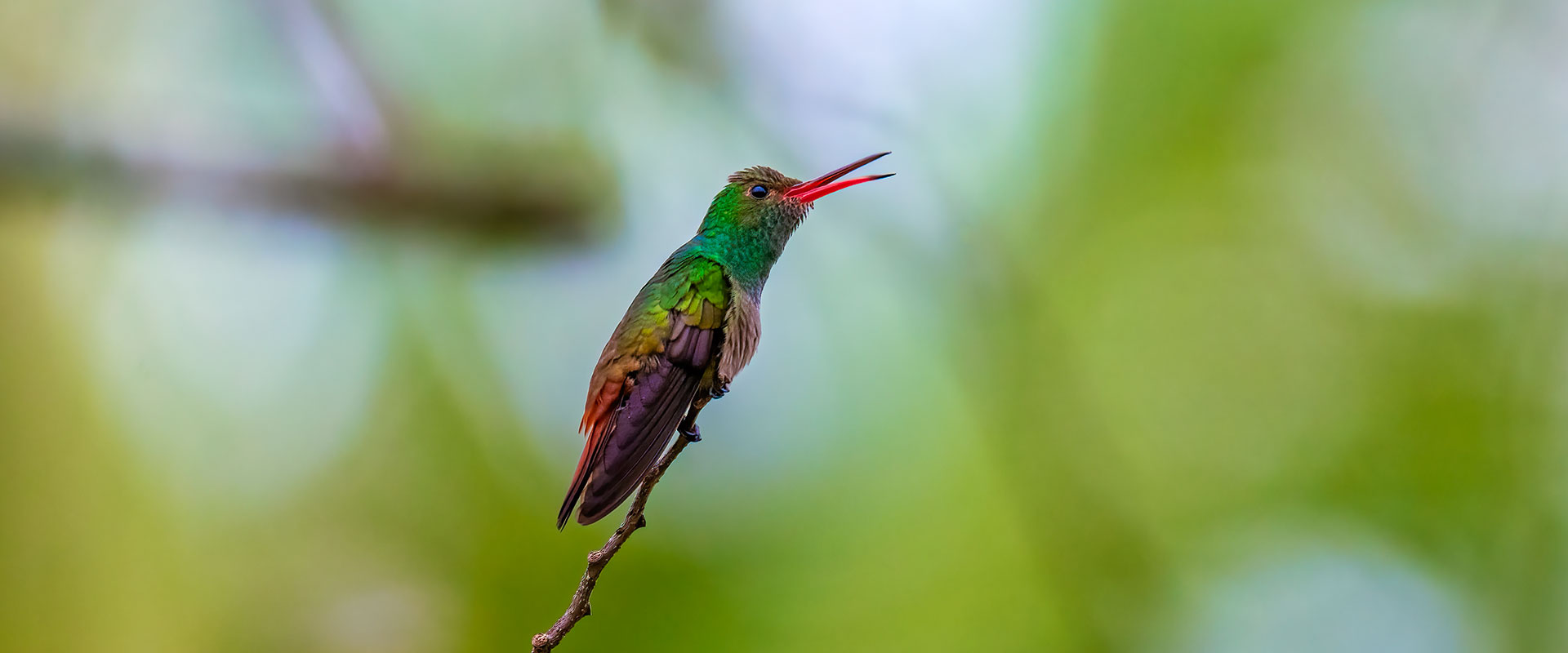 One-Day Relaxed Belize Birdwatching Tours | Eco-Friendly