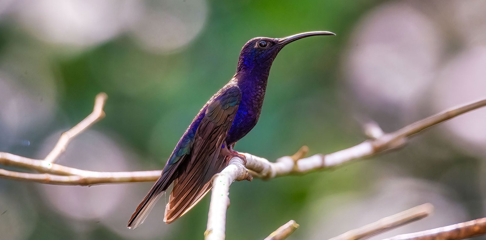 The Violet Sabrewing Hummingbird spotted during our San Ignacio One-Day Private Birdwatching Tours.