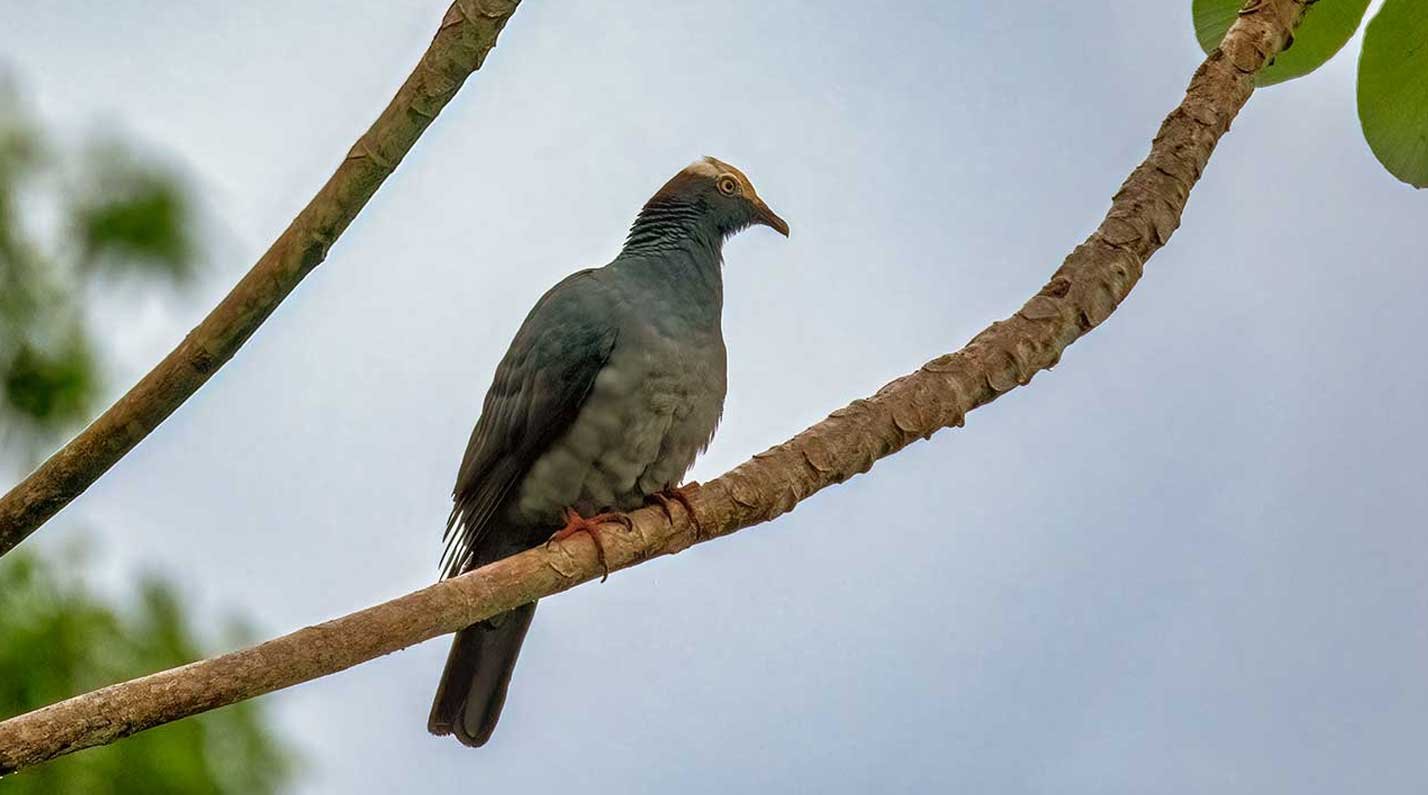 White-crowned-Pigeon spotted in San Pedro and Caye Caulker Birding Hotspots.