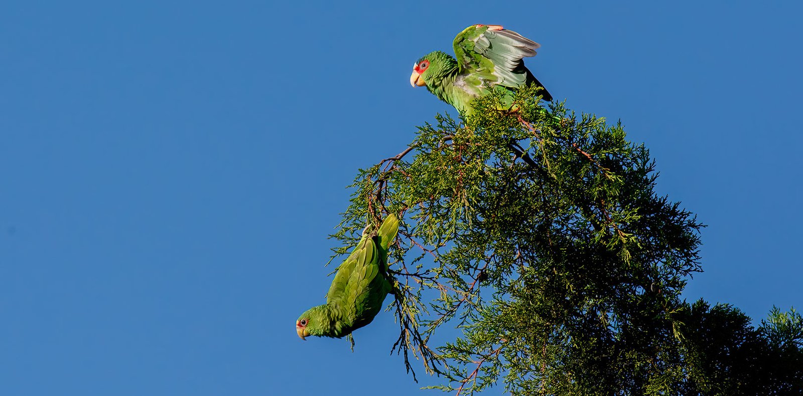 White-fronted Parrot playing on top a of atree during our Cahal Pech Private Birdwatching Tour.