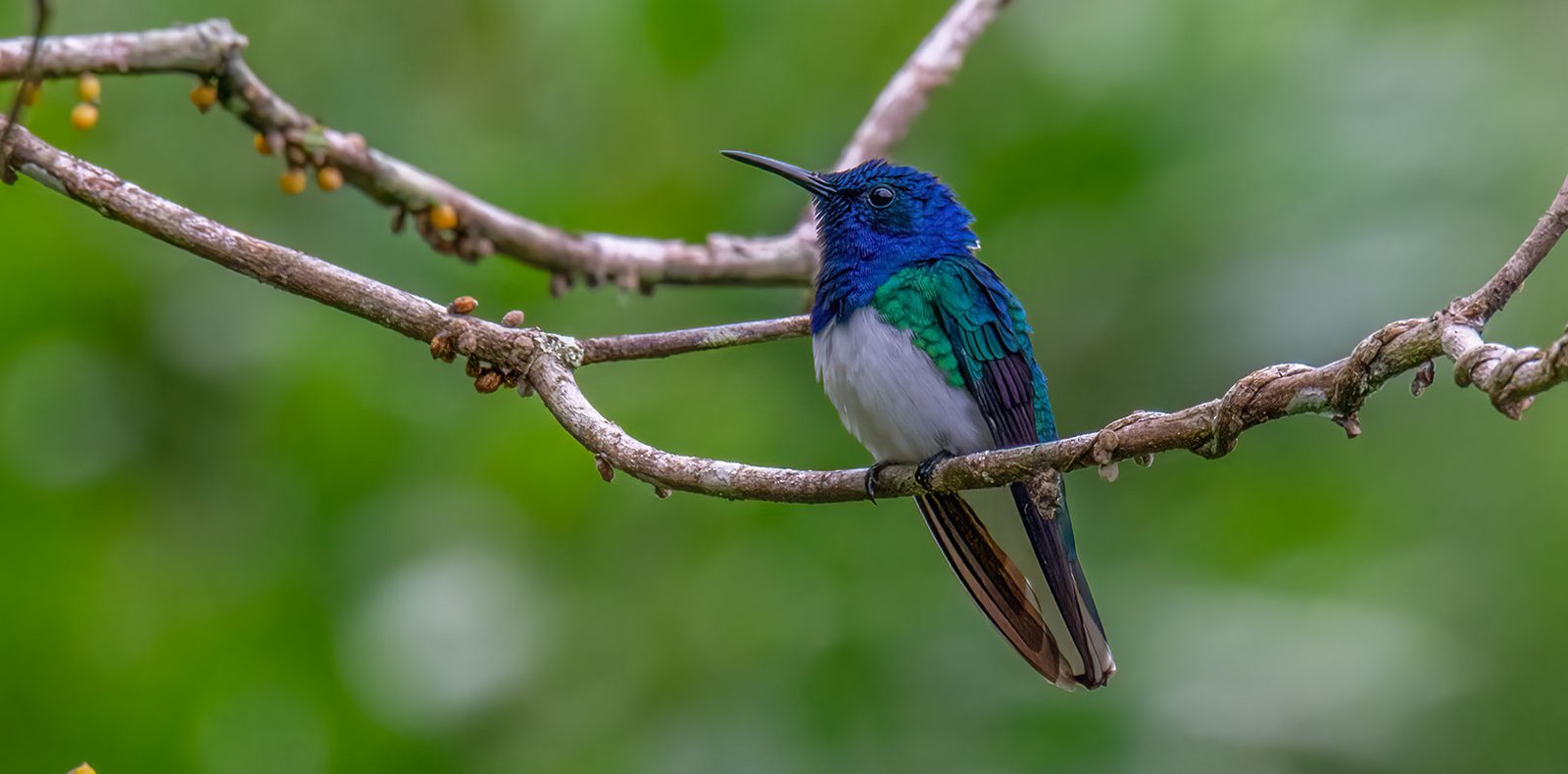 White-necked Jacobin captured by our cameras during the El Pilar & Aguacate Lagoon Private Birding Tour.